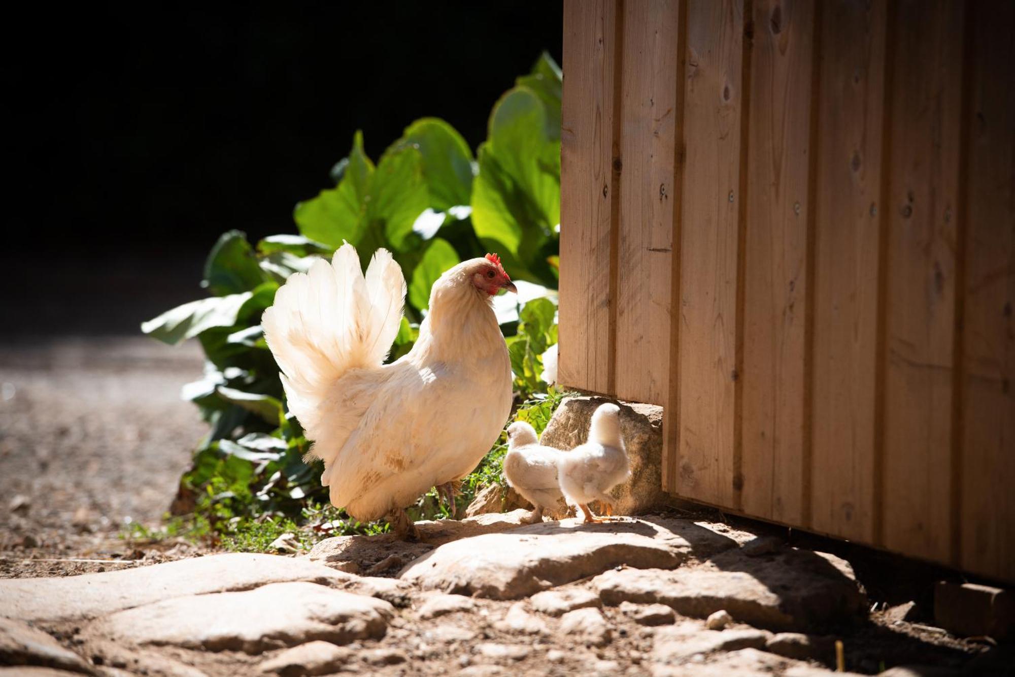 Sanxay Domaine De La Briouse Bed & Breakfast エクステリア 写真
