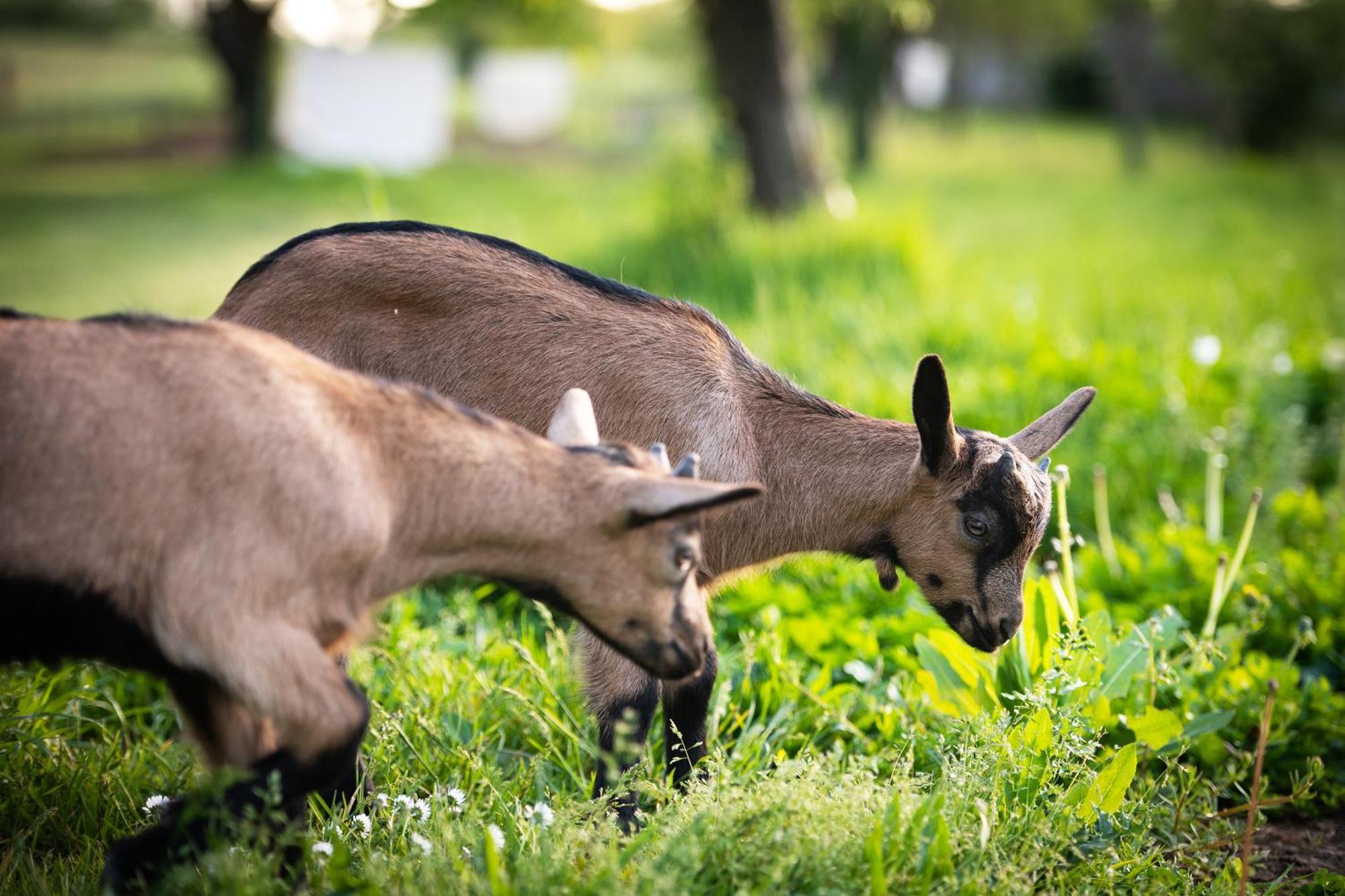 Sanxay Domaine De La Briouse Bed & Breakfast エクステリア 写真